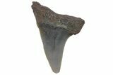 Fossil Mako Tooth - Lee Creek (Aurora), NC #220193-1